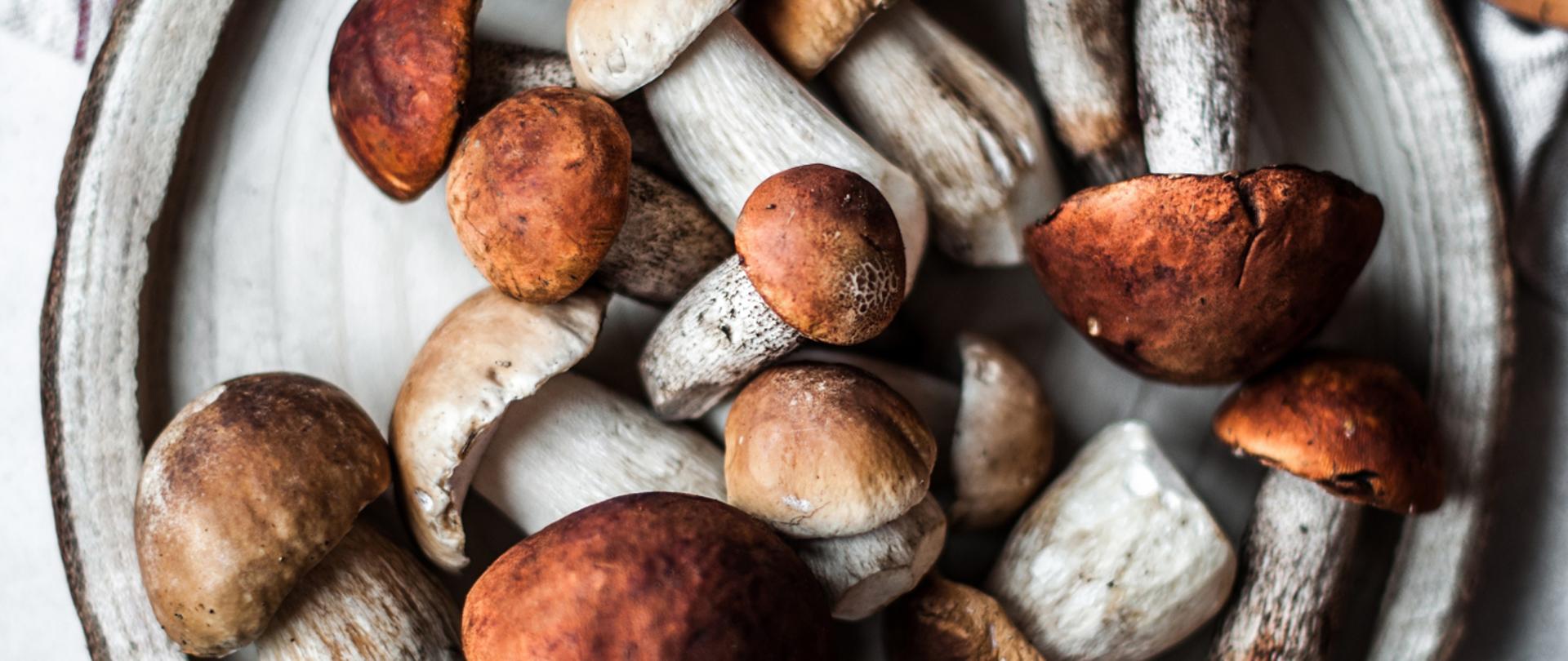 Grzyby jadalne