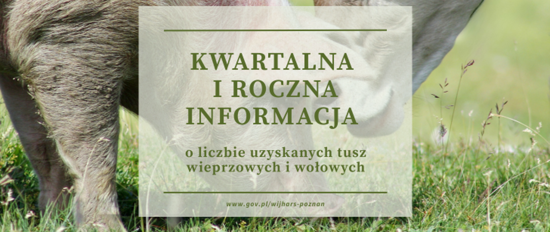 Kwartalna i roczna informacja o liczbie uzyskanych tusz wieprzowych i wołowych