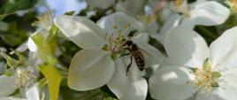 Na białym kwiecie jabłoni znajduje się pszczoła, pracująca nad zapylaniem