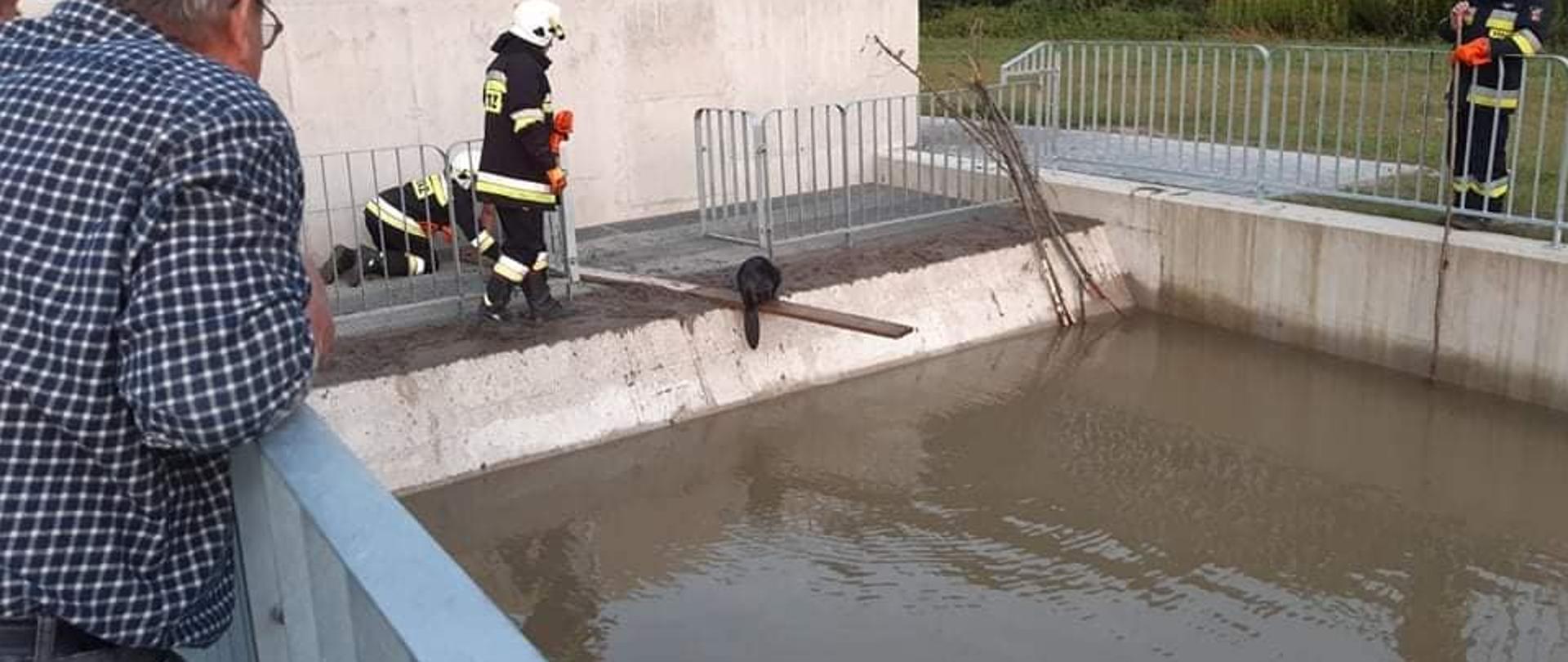 Bóbr na desce na taflą wody w zbiorniku betonowym.