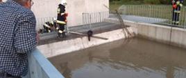 Strażacy przy pomocy deski wydobywają bobra ze zbiornika wodnego.