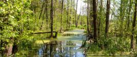 Białowieski Park Narodowy, las pierwotny, podmokły teren,