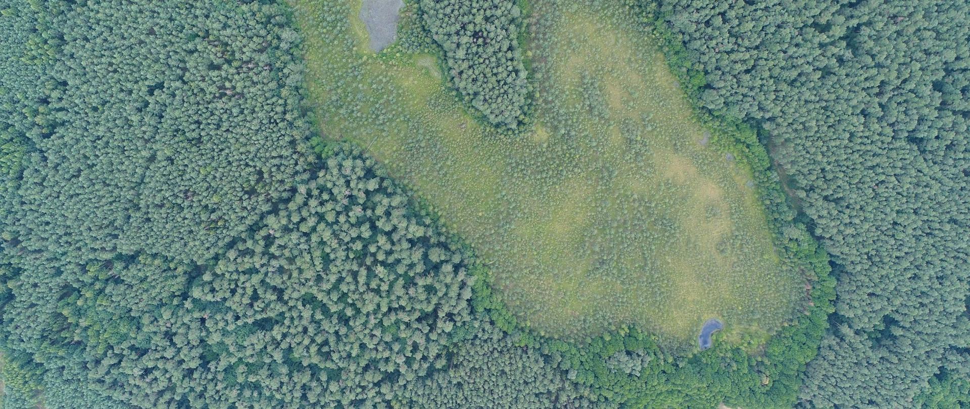 Widok z góry na powierzchnię torfowiska, 10.07.2018 r. (fot. R. Stańko)