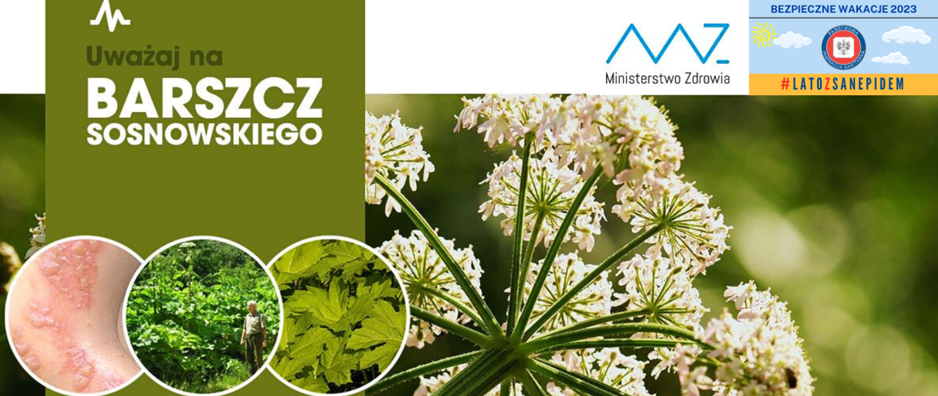 Uwaga!_Barszcz_Sosnowskiego_#latozsanepidem