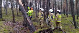 Zdjęcie przedstawia strażaków w lesie podczas ćwiczeń. Instruktor omawia techniki usuwania skutków silnych wiatrów i nawałnic. Jeden ze strażaków trzyma w ręku linę. 