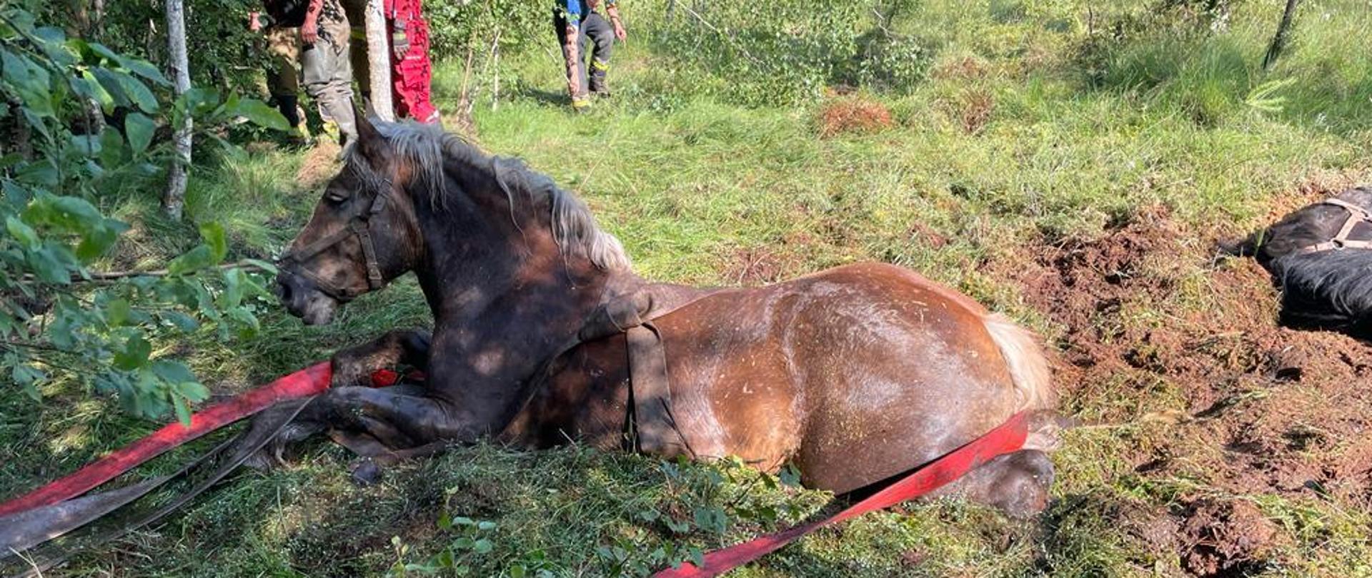 Ugrzęźnięty w bagnie koń opasany wężem strażackim
