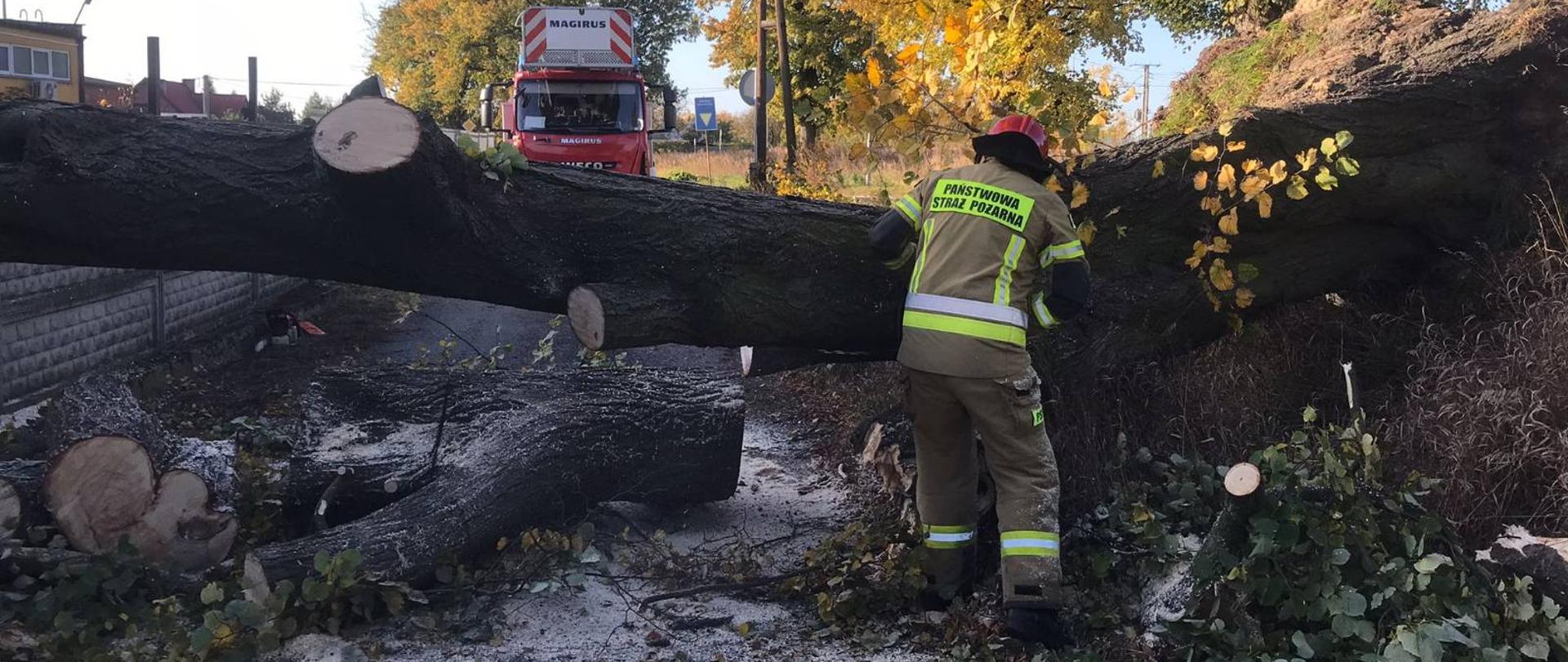 Na zdjęciu widać olbrzymie drzewo, które całkowicie blokuje przejazd. Drzewo zniszczyło betonowe ogrodzenie. Strażak przecina drzewo pilarką spalinową. w tle drabina pożarnicza. 