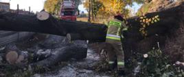Na zdjęciu widać olbrzymie drzewo, które całkowicie blokuje przejazd. Drzewo zniszczyło betonowe ogrodzenie. Strażak przecina drzewo pilarką spalinową. w tle drabina pożarnicza. 
