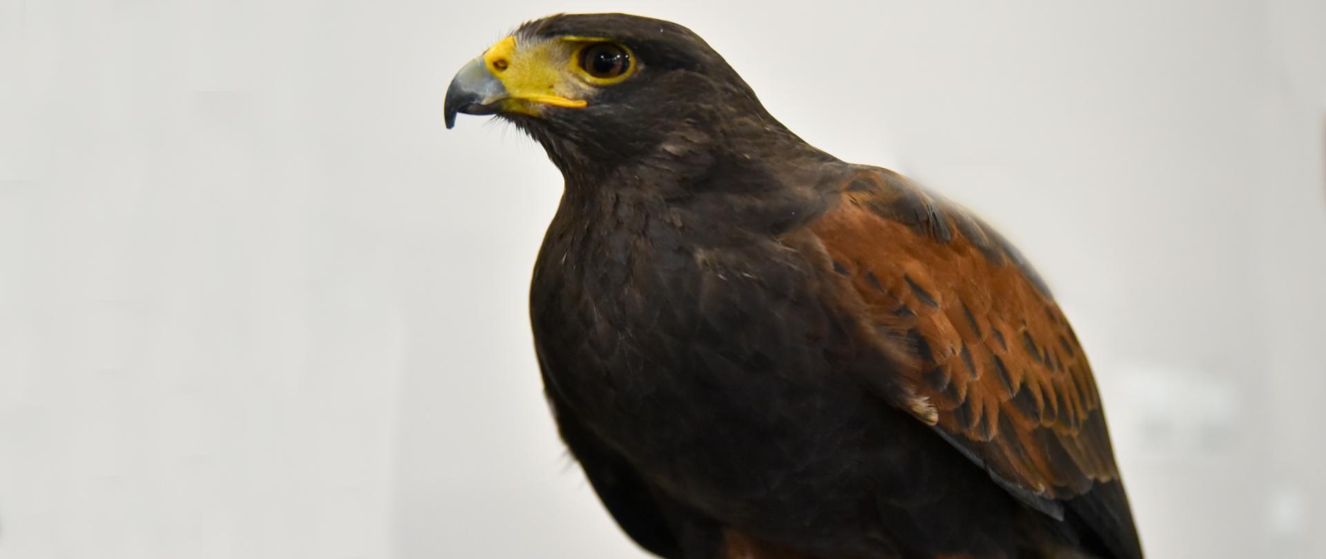 Wiceminister Edward Siarka spotkał się z sokolnikami