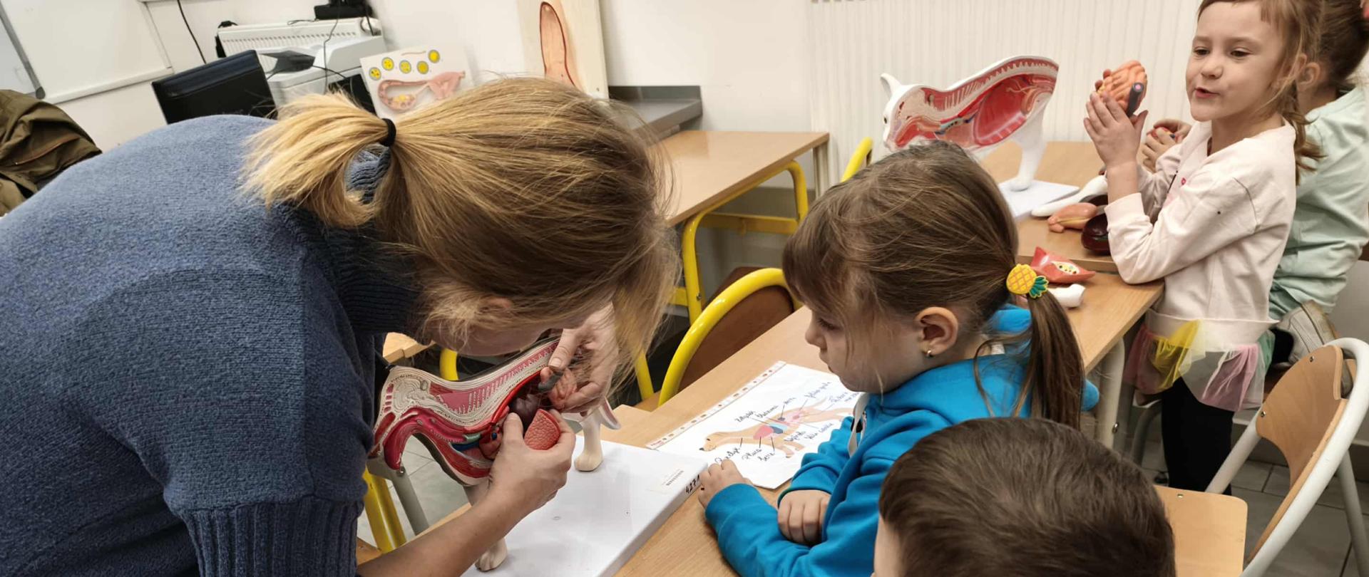 Nauczycielka demonstruje dzieciom model anatomiczny zwierzaka.
