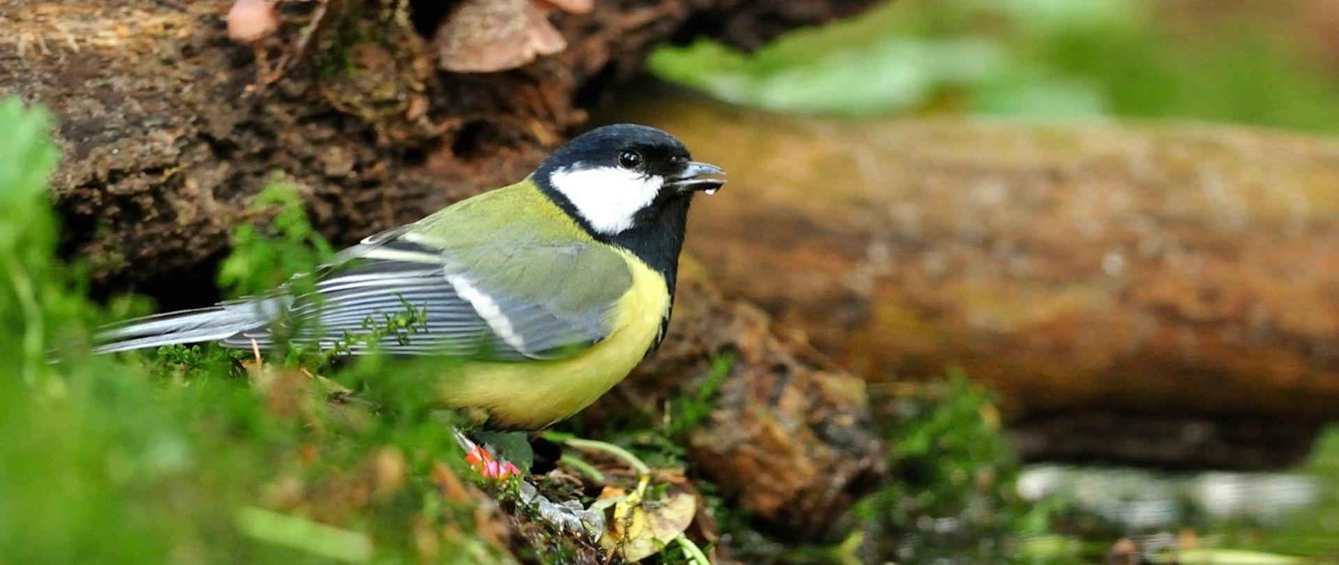 na zdjęciu widnieje sikorka.