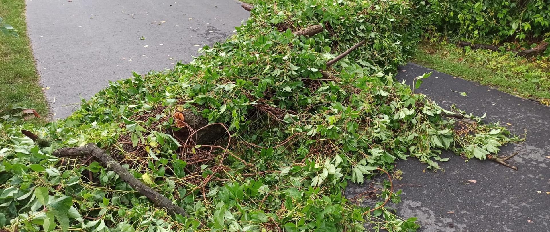 Zdjęcie przedstawia skutki burzy jaka przeszła przez teren powiatu ostrzeszowskiego. Na zdjęciu widać powalone drzewo na drodze. Zdjęcie wykonane w porze dziennej na ulicy.