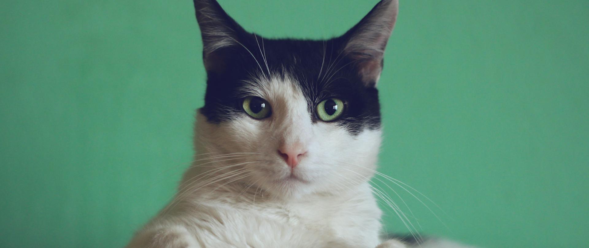 zdjęcie białego kota z czarnym czołem i uszami i z zielonymi oczami