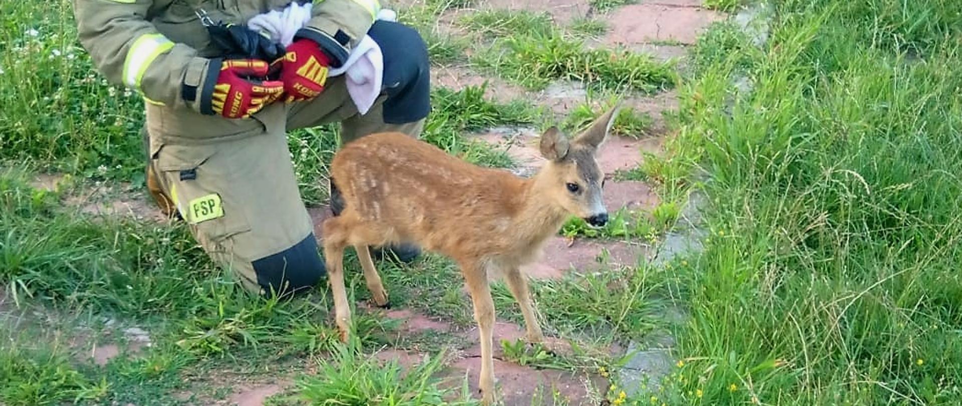 Na zdjęciu widać młodą sarnę stojącą przed ratownikiem, który wypuszcza ja na wolność. 