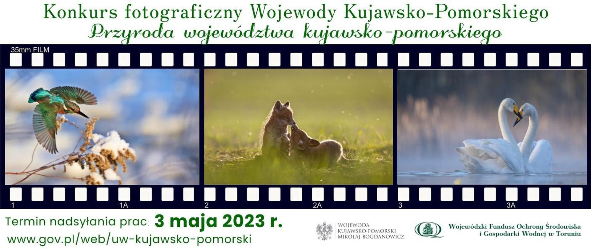 Trzy zdjęcia zwierząt