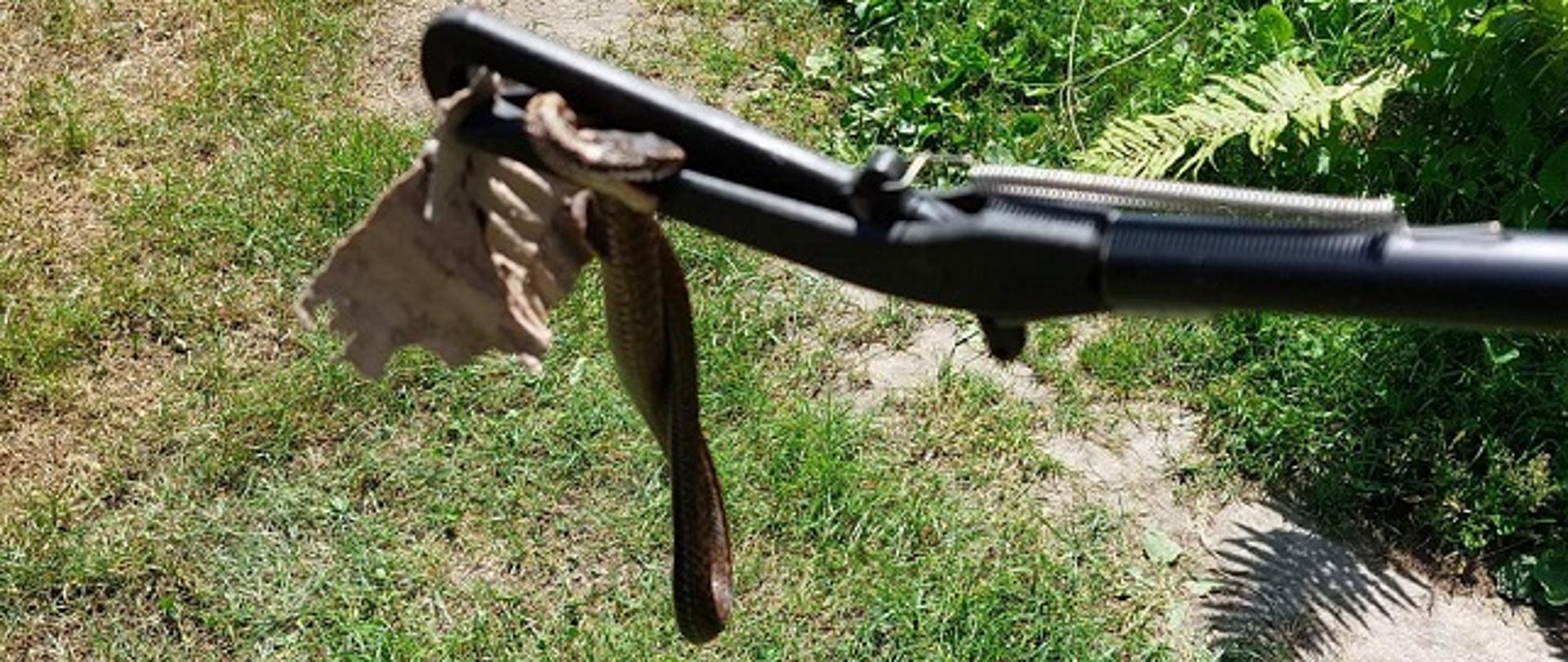 Zdjęcie obrazuje schwytaną żmije przez skarżyskich strażaków przy pomocy specjalnego chwytaka. Została ona wyniesiona z budynku mieszkalnego. 