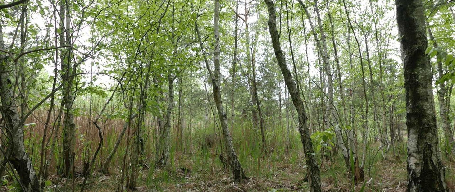 na zdjęciu widoczne drzewa na terenie rezerwatu 