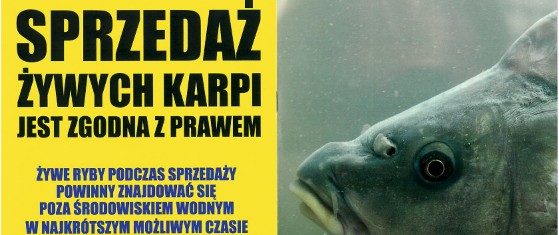 Sprzedaż żywych karpi