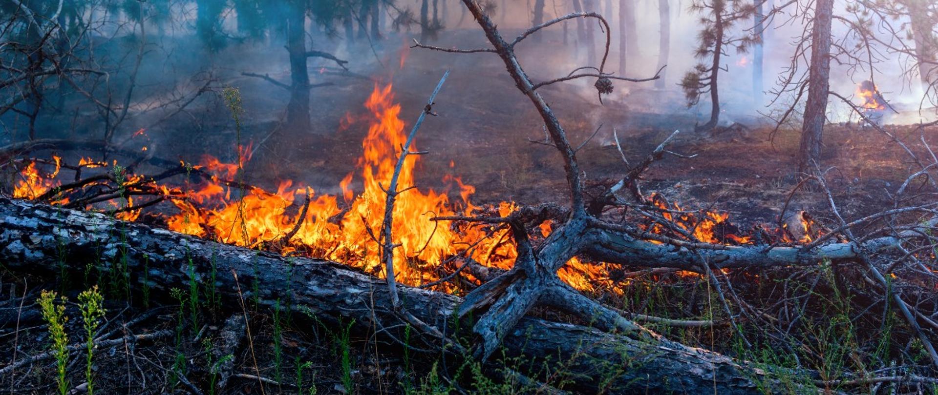Palące się poszycie lasu, spalone drzewa i gałęzie, duże zadymienie.