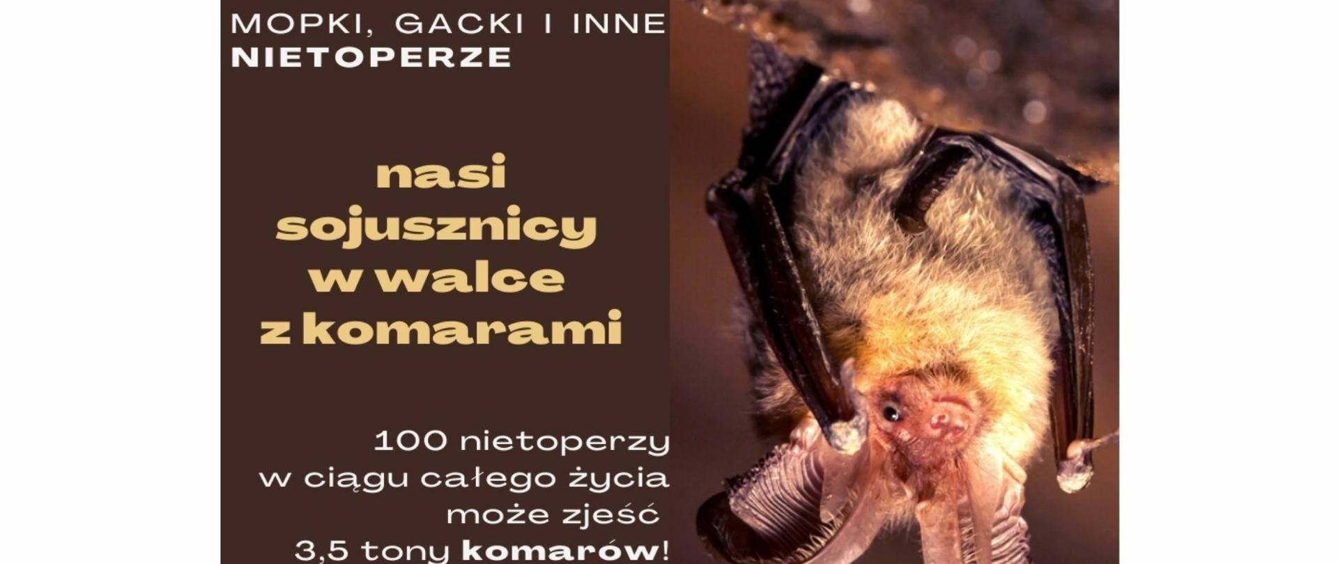 Nietoperze, nasi sprzymierzeńcy w walce z komarami