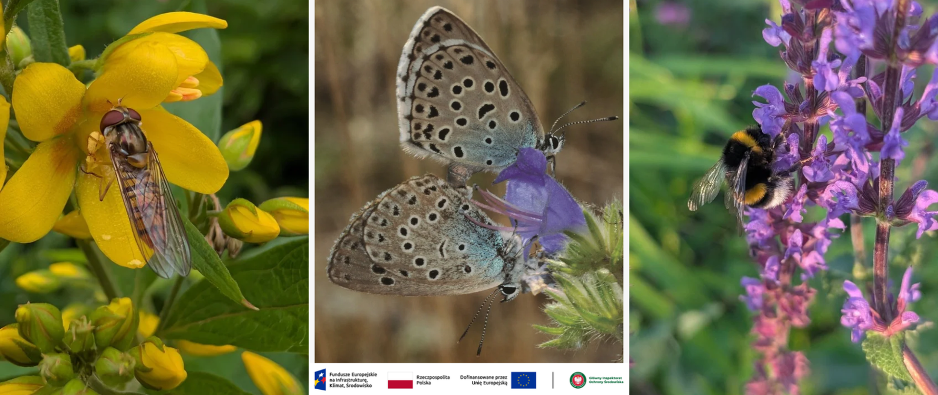O polskim projekcie monitoringu dzikich owadów zapylających w Brukseli