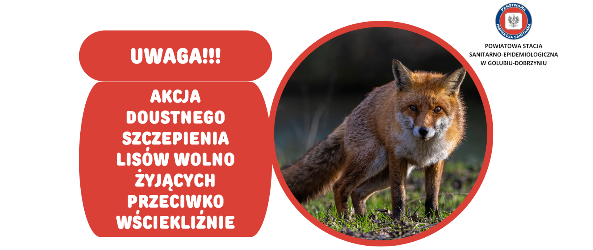 Na białym tle fotografia lisa. Po lewej stronie na czerwonym tle biały napis: "Uwaga!!! Akcja doustnego szczepienia lisów wolno żyjących przeciwko wściekliźnie.