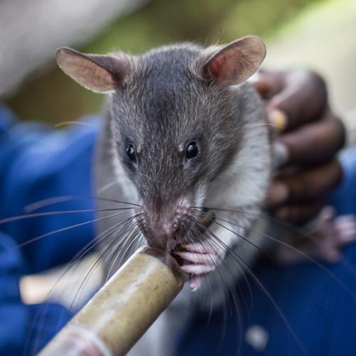 szczur karmiony strzykawką