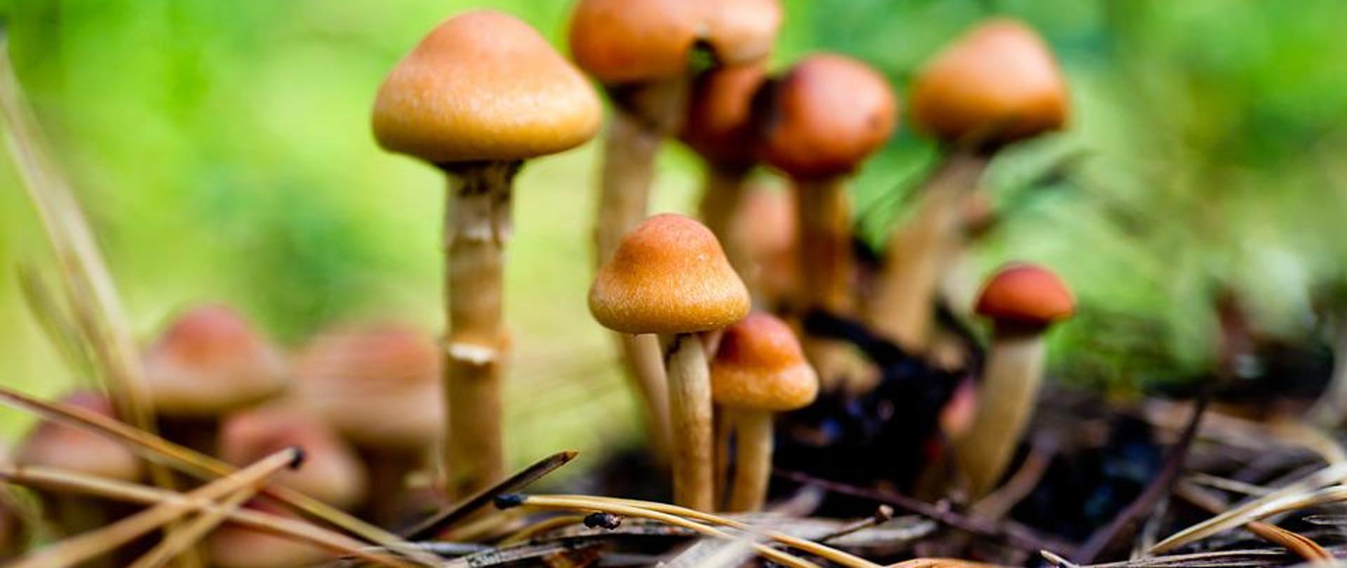 KURS DLA KANDYDATÓW NA KLASYFIKATORA GRZYBÓW ŚWIEŻYCH - zdjęcie grzybów