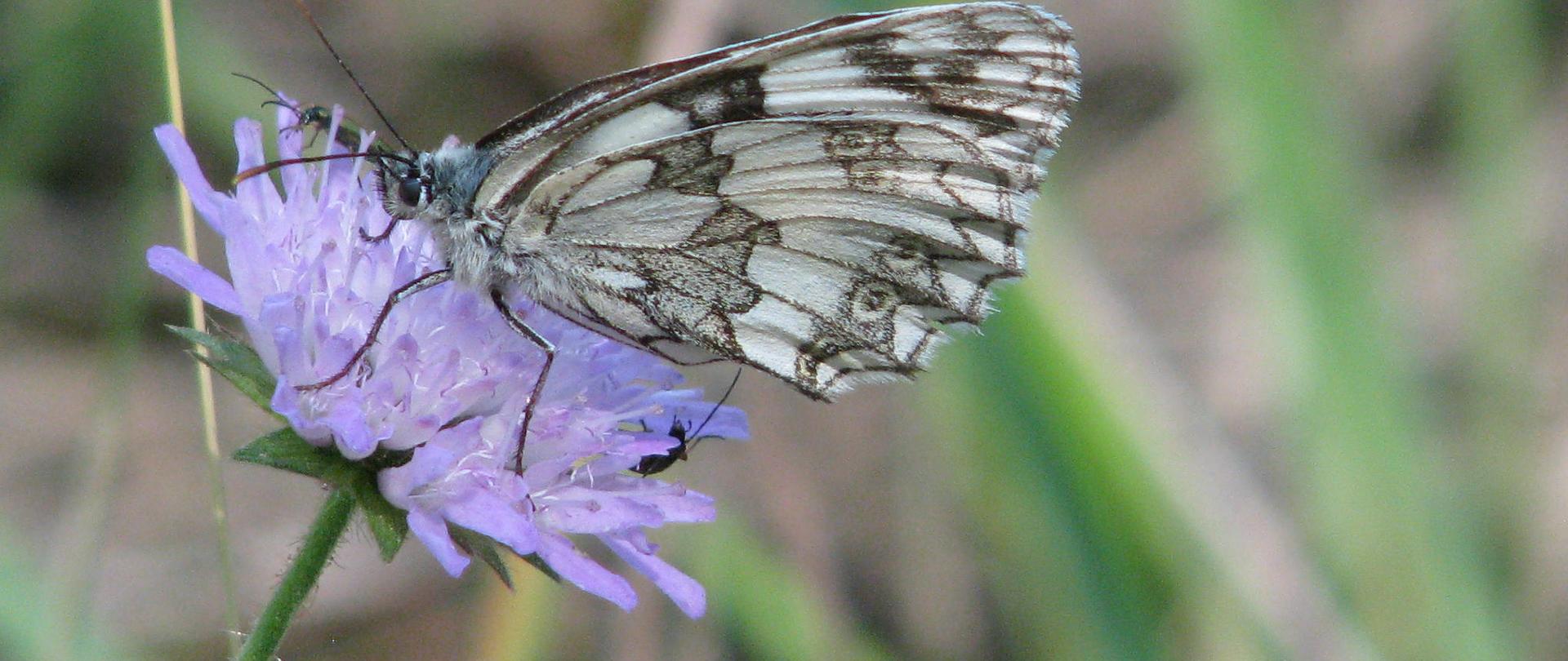 W otoczeniu wielu gatunków motyli Polowiec szachownica - motyl dzienny z rodziny rusałkowatych, spija nektar z rureczek kwiatu świerzbnicy polnej koloru blado fioletowego