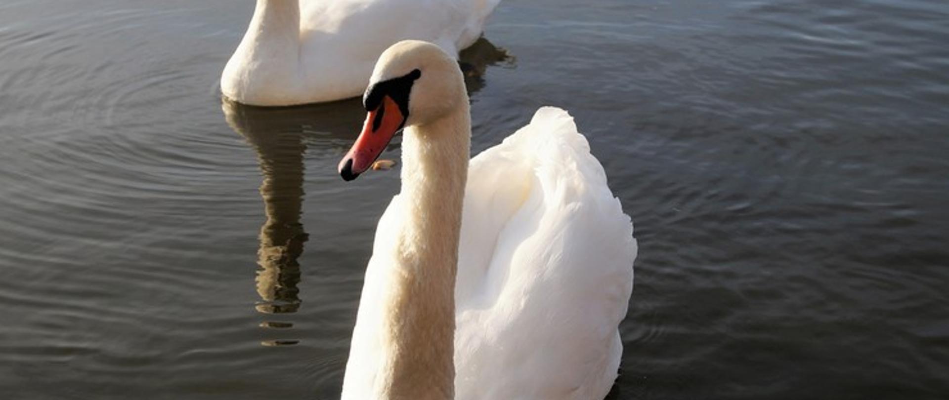 Dwa białe łabędzie płynące po tafli jeziora