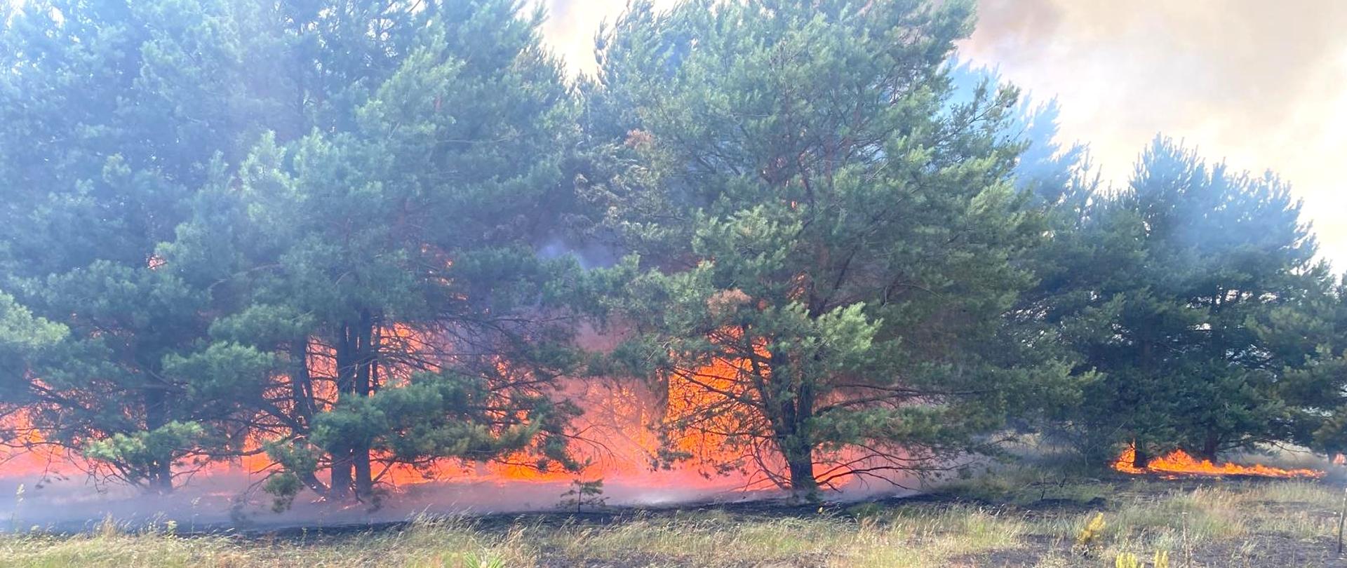 5 lipca bieżącego roku około godz. 13:00 doszło do pożaru lasu i traw w miejscowości Zdziwój Nowy gm. Chorzele.
W chwili przyjazdu jednostek ochrony przeciwpożarowej ogniem objęte było ok. 50m2 działki właściciela oraz 12 arów lasu sosnowego – samosiewu.
Strażacy po zabezpieczeniu miejsca zdarzenia przystąpili do gaszenia pożaru podając prądy gaśnicze wody w natarciu na pożar oraz prąd wody w obronie na pobliskie budynki. Zagrożony był także duży kompleks leśny.
Działania ratowniczo - gaśnicze trwały 2 godziny i uczestniczyło 8 zastępów straży pożarnej:
• JRG Przasnysz,
• OSP Chorzele – 2 zastępy,
• OSP Rycice,
• OSP Budki,
• OSP Duczymin,
• OSP Nowa Wieś,
• OSP Zdziwój Stary.
