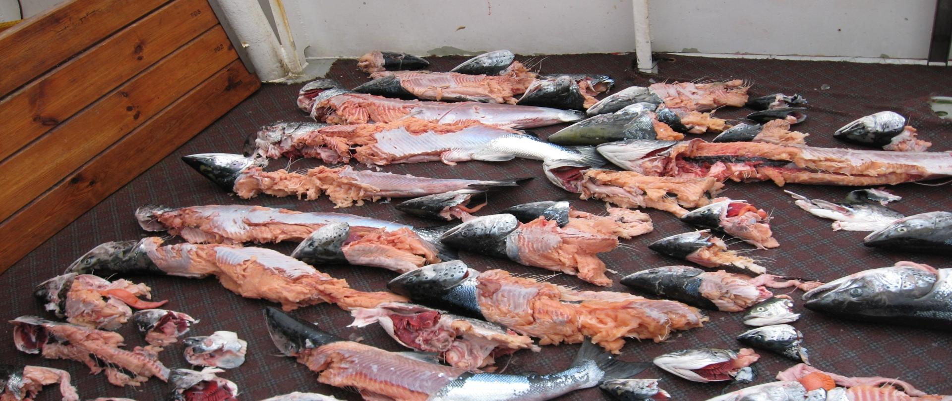 Ryby zniszczone przez foki