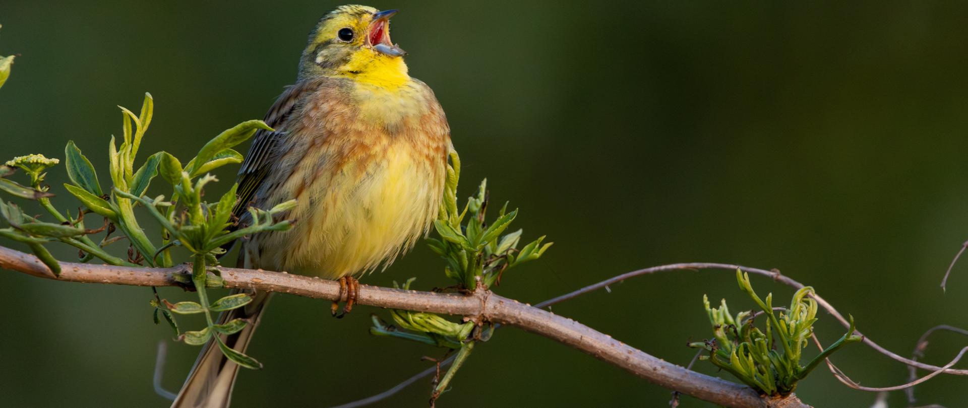 Trznadel zwyczajny na gałęzi_fot. Dawid Bryliński RDOŚ w Bydgoszczy