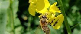Pszczoła na kwiecie rzepaku pobiera nektar