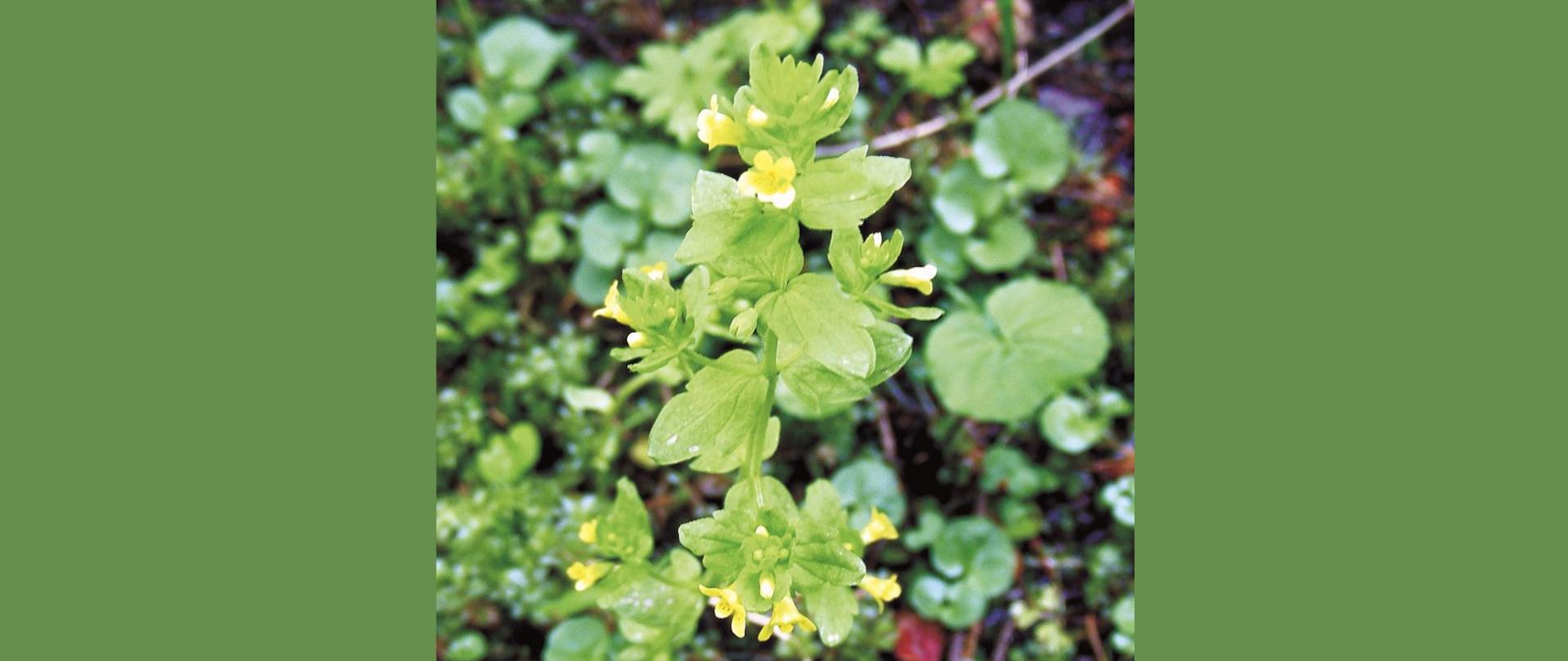 Zielona roślina z żółtymi kwiatami