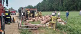 Wypadek samochodu ciężarowego przewożącego świnie- m. Sady