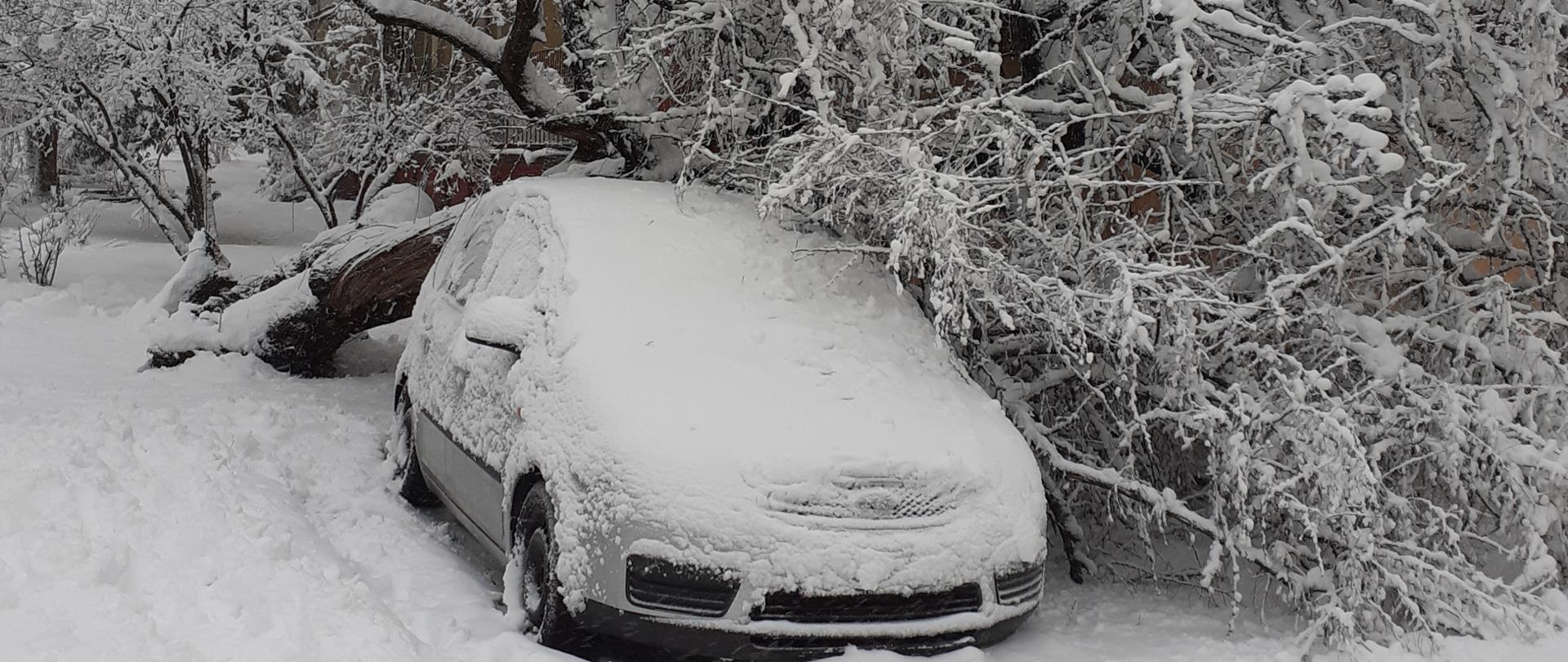 Ośnieżone drzewo powalone na samochód