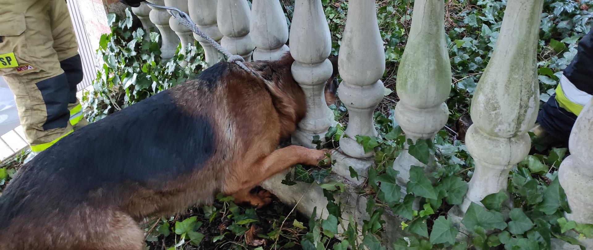 Zdjęcie przedstawia psa rasy owczarek niemiecki z uwięzioną głową w betonowym ogrodzeniu oraz strażaka trzymającego na podpince głowę psa