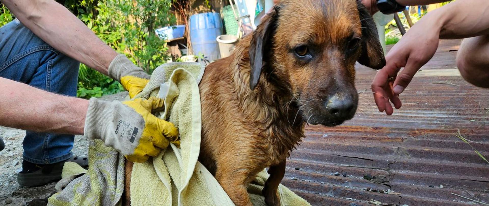 Pies w ręczniku