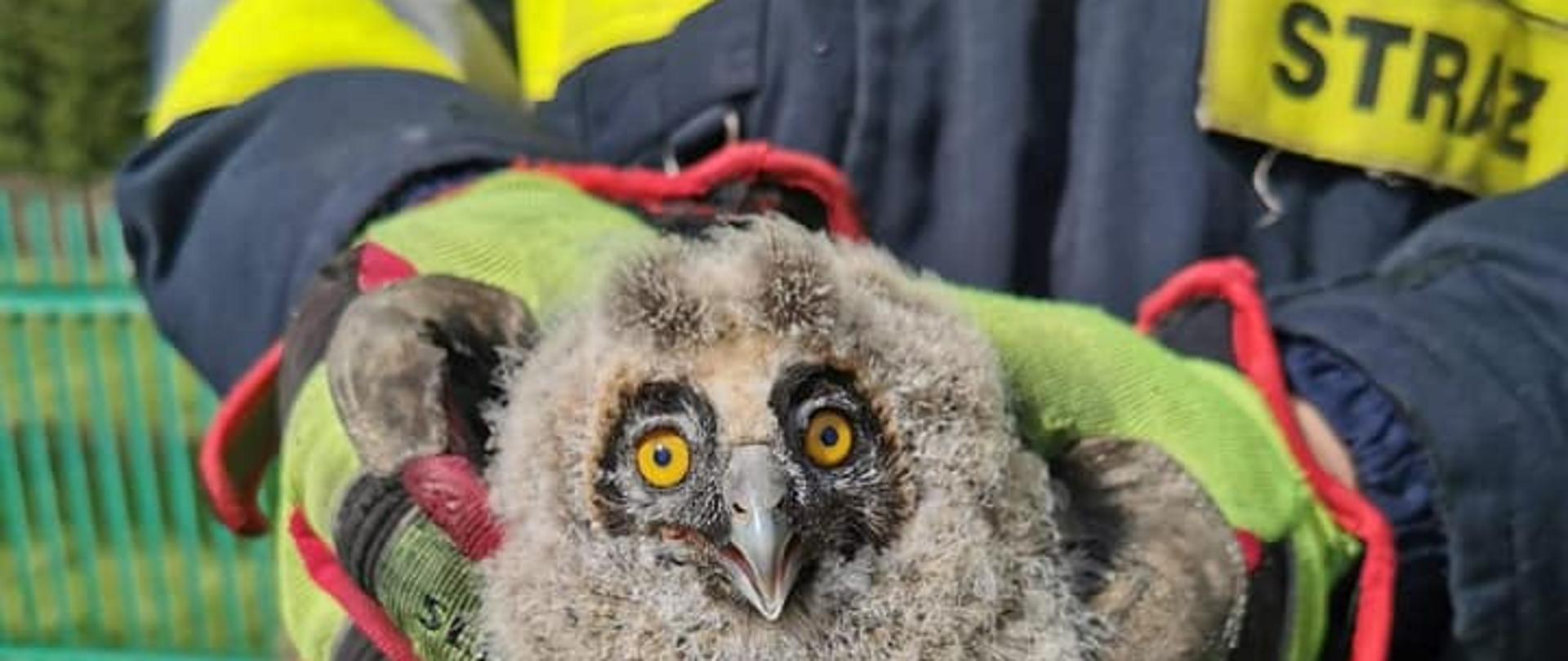 Strażak trzyma w rękach sowę
