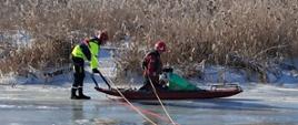 Strażacy na saniach lodowych ewakuują rannego łabędzia