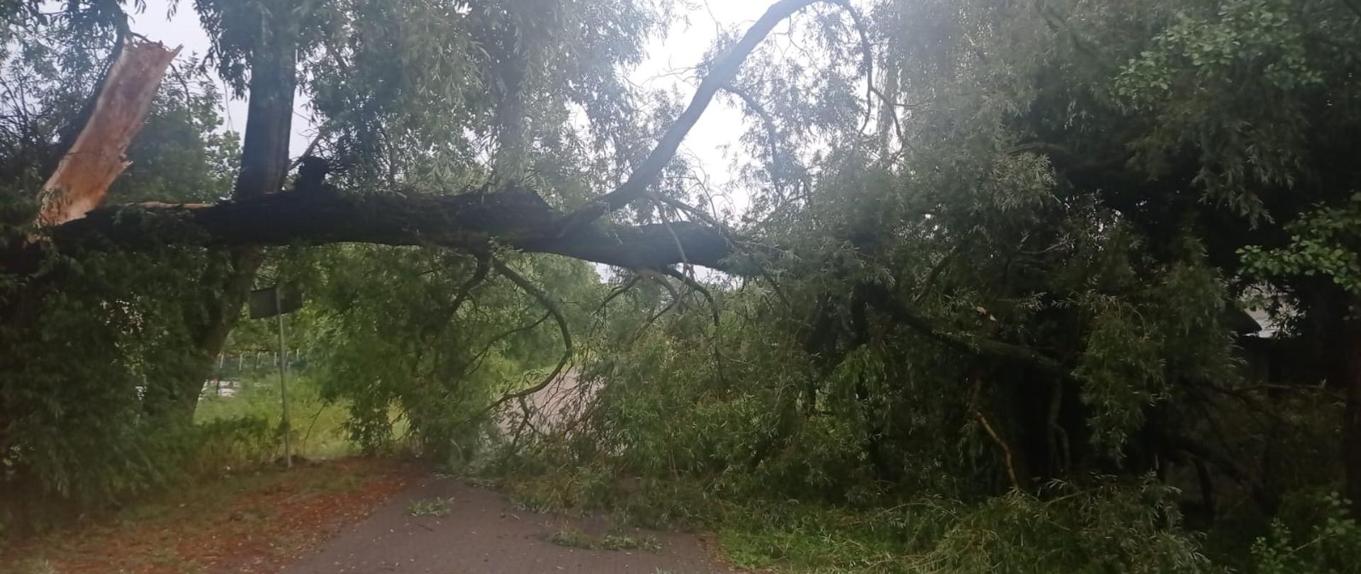 Zdjęcie przedstawia połamane drzewo. Drzewo zwisa nad chodnikiem.