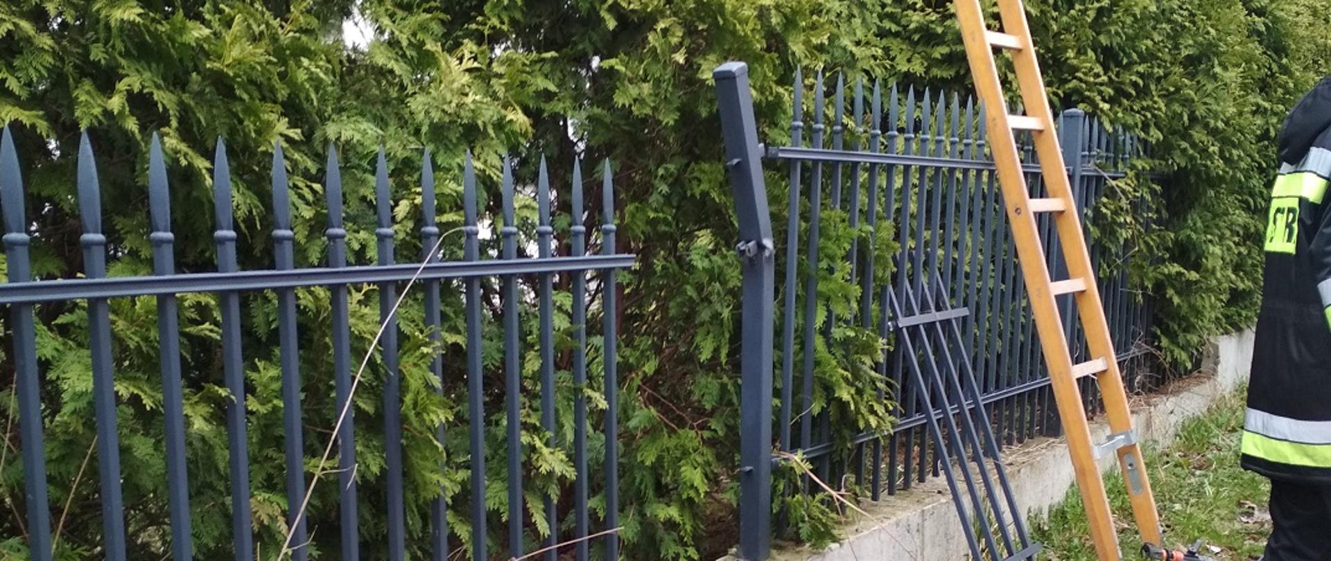 Zdjęcie obrazuje uszkodzone ogrodzenie posesji, drabinę strażacką i odwróconego strażaka