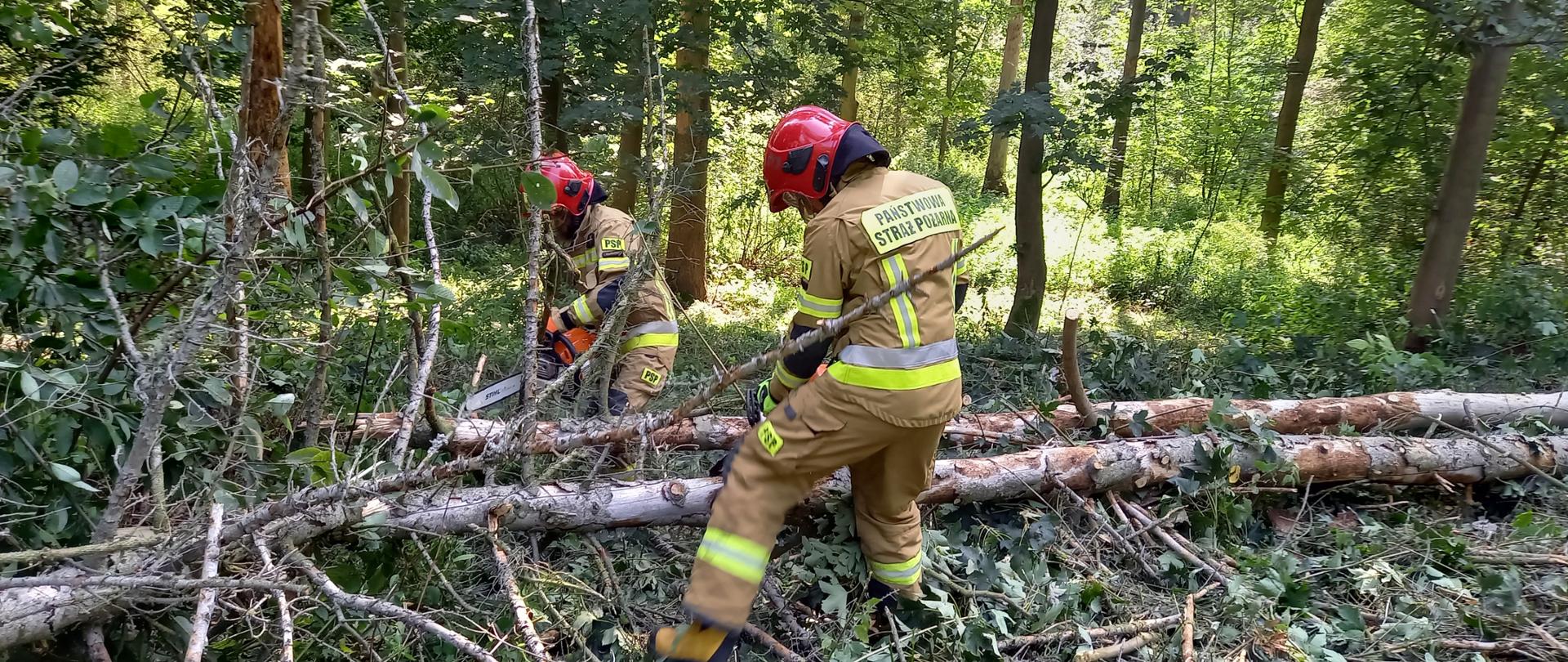 Dwóch strażaków w umundurowaniu specjalnym ćwiczących obsługę pilarek łańcuchowych na leżących konarach drzew..