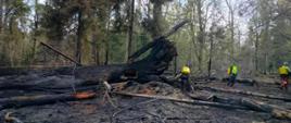 Spłonęło ok. 4 ha drzewostanu w obrębie Rezerwatu Lasy Naturalne Puszczy Białowieskiej, w Nadleśnictwie Białowieża