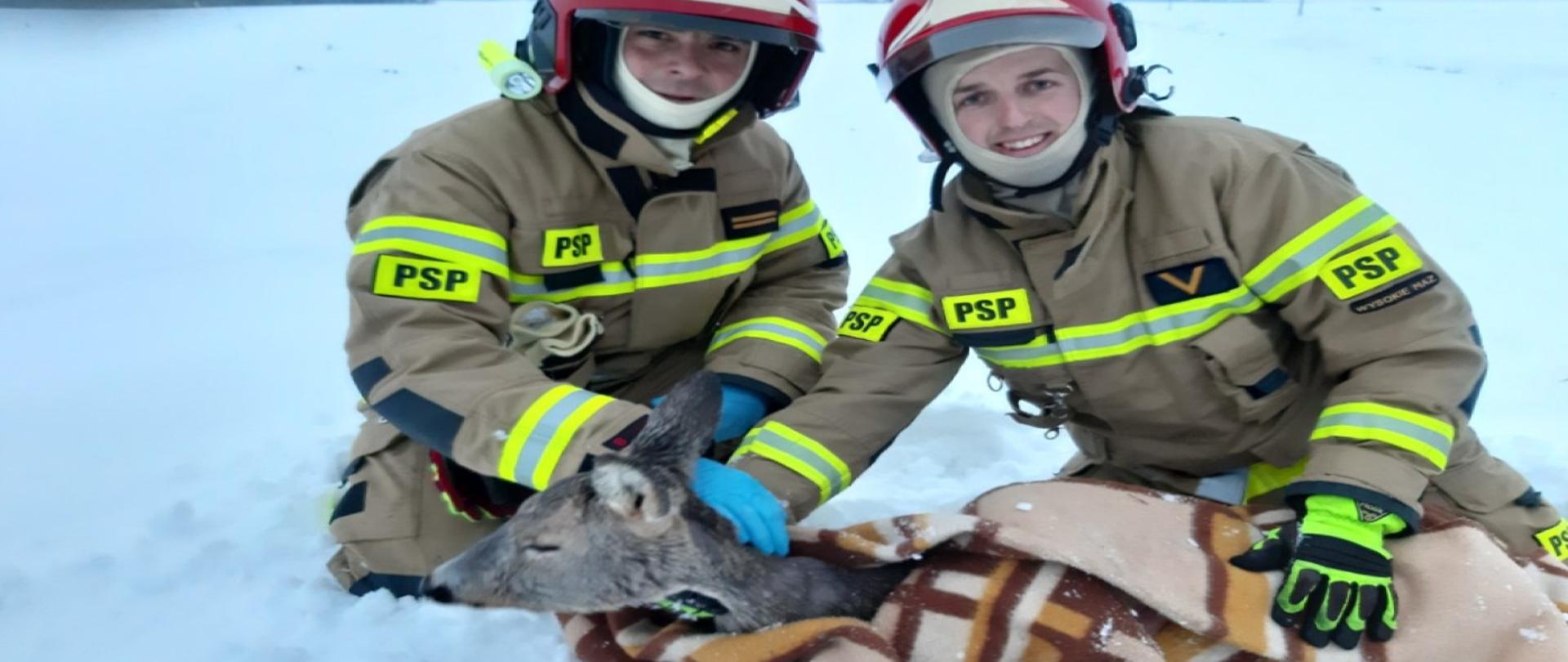 Na zdjęciu widać młodą sarnę ratowaną przez strażaków PSP.