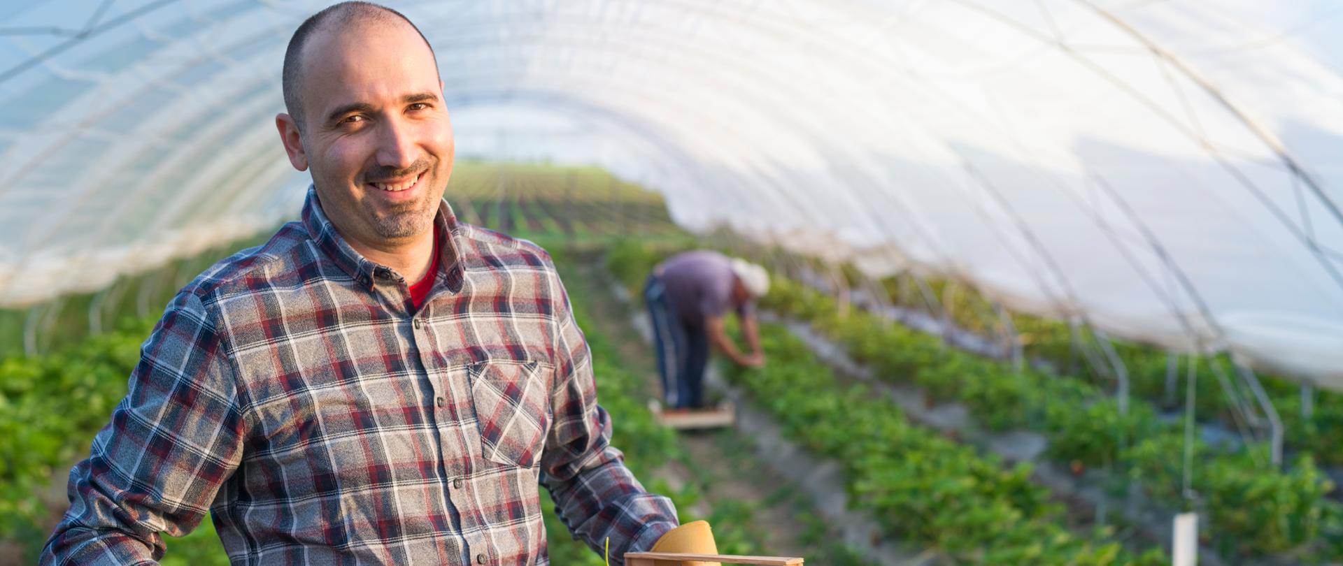 Portret rolnika trzymającego skrzynię pełną owoców truskawek w szklarni.