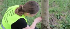 Plantacja drzew z rodzaju Paulownia sp. została poddana obserwacjom przez inspektorów Oddziału w Jarocinie 
