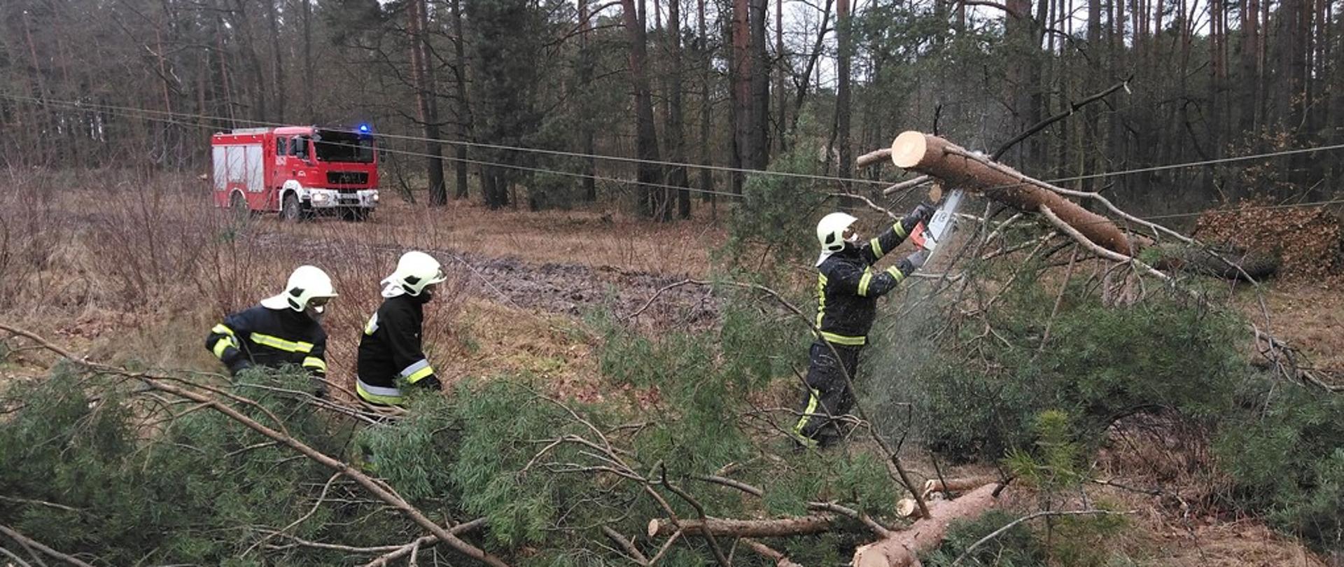 Przewrócone drzewo iglaste zawisło na liniach energetycznych. Strażak ubrany w ubranie specjalne i biały hełm za pomocą pilarki do drewna tnie powalone drzewo na kwaki. Obok pozostałych dwóch strażaków przesuwa odcięte kawałki drzewa i gałęzie na bok. W tle linia drzew obok których stoi samochód ratowniczo-gaśniczy