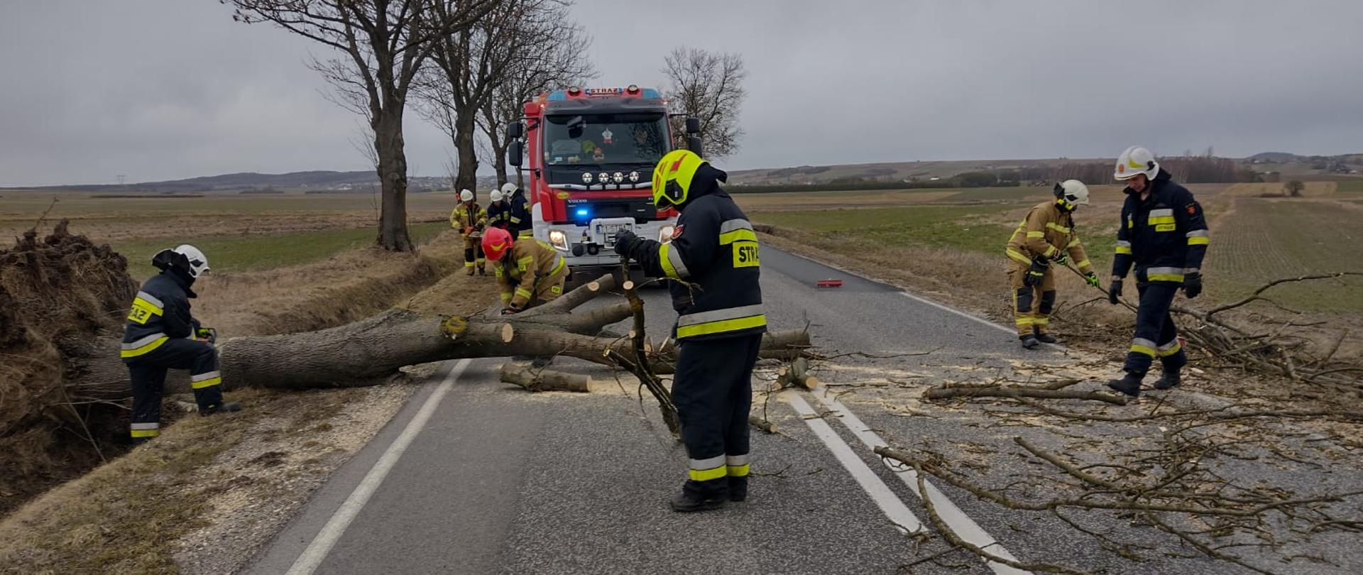 Zdjęcie przedstawia strażaków Ochotniczej Straży Pożarnej w umundurowaniu bojowym z założonymi białymi hełmami na głowach. Strażacy usuwają powalone na drogę drzewo po silnych wiatrach przechodzących przez powiat jędrzejowski. W tle samochód ratowniczo-gaśniczy.